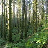 Snowden Demonstration Forest