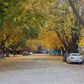 MAPLE STREET AUTUMN