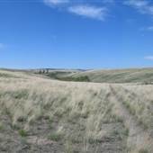 *DLR Parker Harris Field Grasslands & Creek