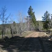 Hector Forest Service Road off Highway 97C