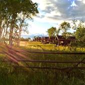 Flying U Ranch
