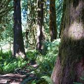 Log Train Trail @ Mclean Mill #2