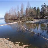 Oyster River Estuary