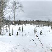 DLR Coalmont Road Fields, Aspen Trees & Road 11Km WINTER