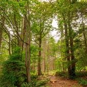 Stanley Park - Stanley Park Drive Trail