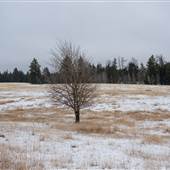 Winter Grassland Fields with Trees