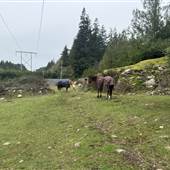 Kitchen Sink Rescue Farm and Sanctuary