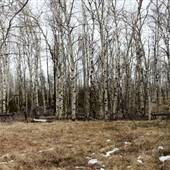 Green Lake Road Aspen Trees