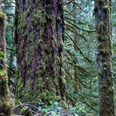 Maplehurst Trails