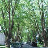STREET - Chester Ave