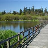 Blenkinsop Lake (off Lochside Trail)