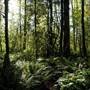Quinsam River Forest