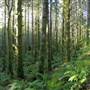 Snowden Demonstration Forest