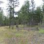 Talbot Forest