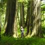 White River Old Growth Cedar Forest