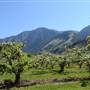 KEREMEOS BLOSSOMS