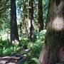 Log Train Trail @ Mclean Mill #2