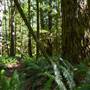 Thompson Trails 4/5