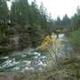 Oyster River Logging Bridge