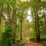 Stanley Park - Stanley Park Drive Trail