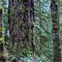 Maplehurst Trails