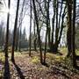The Woods of 224th