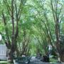 STREET - Chester Ave