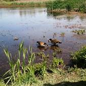 Riithets Bog