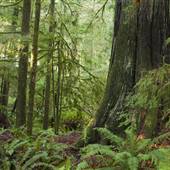 Elk Falls Provincial Park - Old Growth Forest