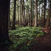 Wells Gray Provincial Park & Clearwater Forests & Streams