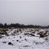 Shoemaker Bog