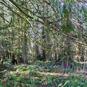 Qax Mot Trail