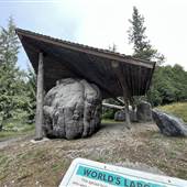 Giant Burl