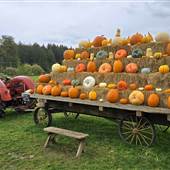 Silver Meadows Pumpkin Patch (seasonal)