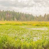 Stanley Park - Beaver Lake