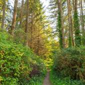 Stanley Park - Racoon Trail to Rawlings Trail