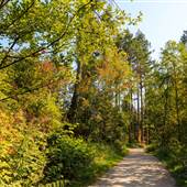 Stanley Park - Bridle Path