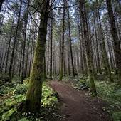 Alligator Rock Trail - Snowden Demonstration Forest