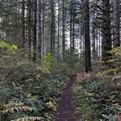 Snowden Demonstration Forest