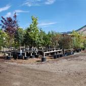 Mt Paul Industrial Area - Lyons Landscaping & Nursery
