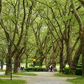 Stanley Park - Painter's Circle to Lumberman's Arch