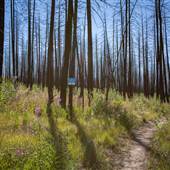 Logan Lake Community Forest - Burned Sections