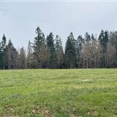 Bridges Road Clearing