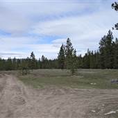 BATHVILLE ROAD FOREST