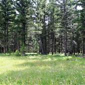 Goose Lake Road Forest