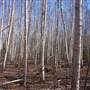 Birch Tree Forest