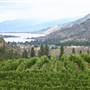 SEE YA LATER WINERY