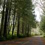 Grice Bay Road
