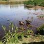 Riithets Bog