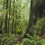 Elk Falls Provincial Park - Old Growth Forest